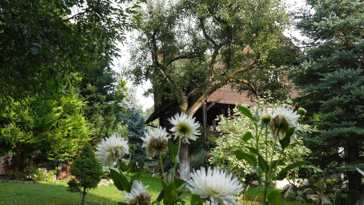 Cabana Rustic Vendégház Borsa  Kültér fotó